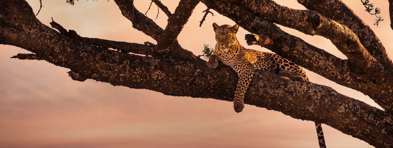 Leopard sitting in a tree