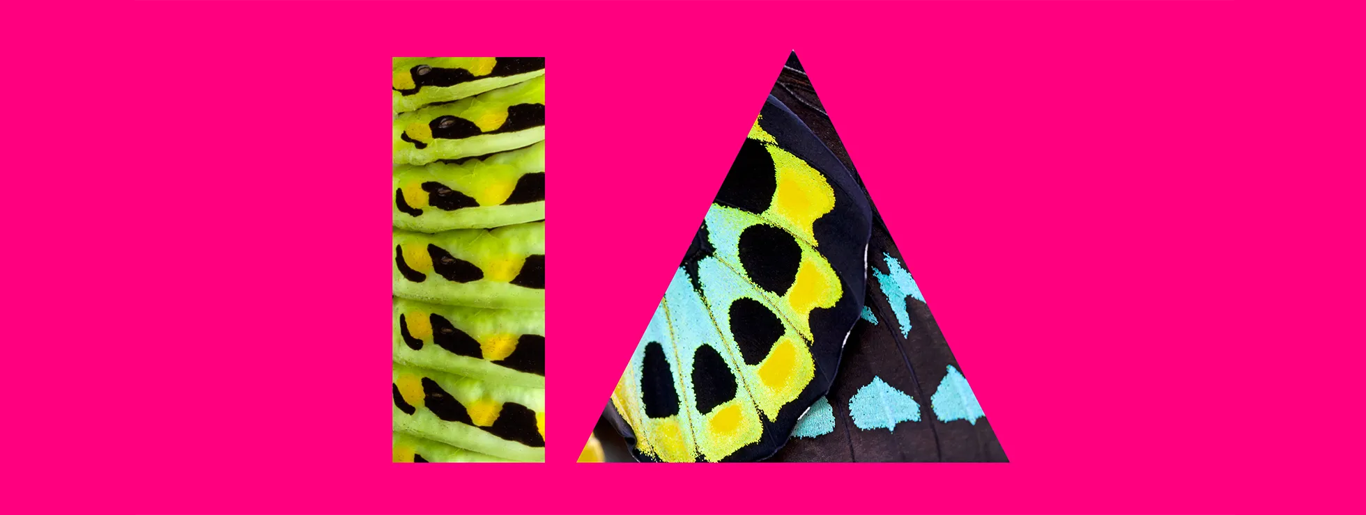 UCD Innovation Academy's logo used as a window, showing a vibrant caterpillar through the letter I (a tall thin rectangle) and its eventual butterfly form through the triangular letter A. Bright greens, blues and black on a bright pink background. Created by IE Brand for University College Dublin. 